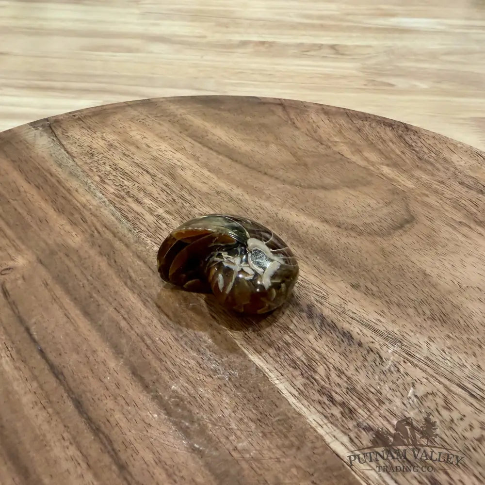 Polished Nautilus Cymatoceras Fossil 1.69’’ - Fossil Specimen