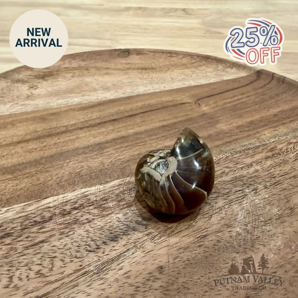 Polished Nautilus Cymatoceras Fossil 1.69’’ - Fossil Specimen