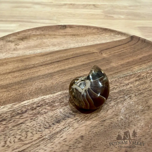 Polished Nautilus Cymatoceras Fossil 1.69’’ - Fossil Specimen