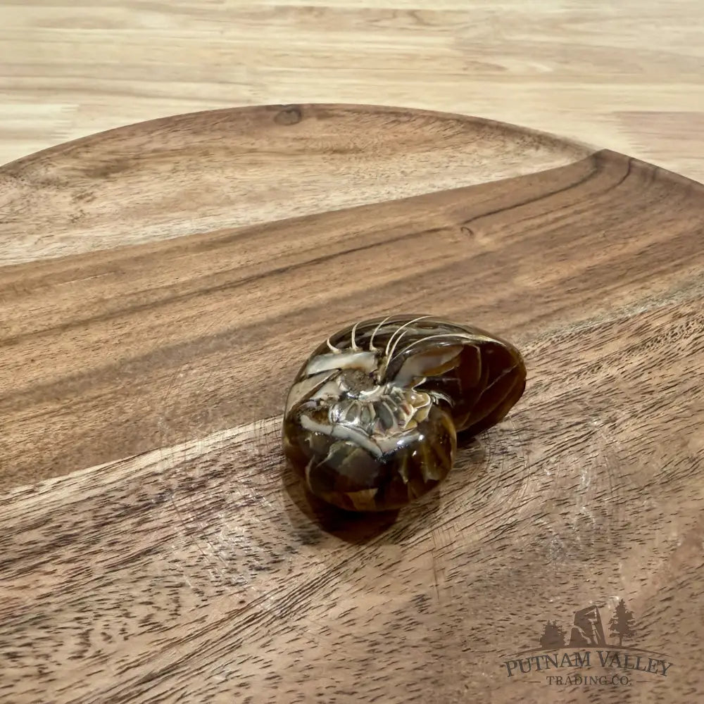 Polished Nautilus Cymatoceras Fossil 1.87’’ - Fossil Specimen