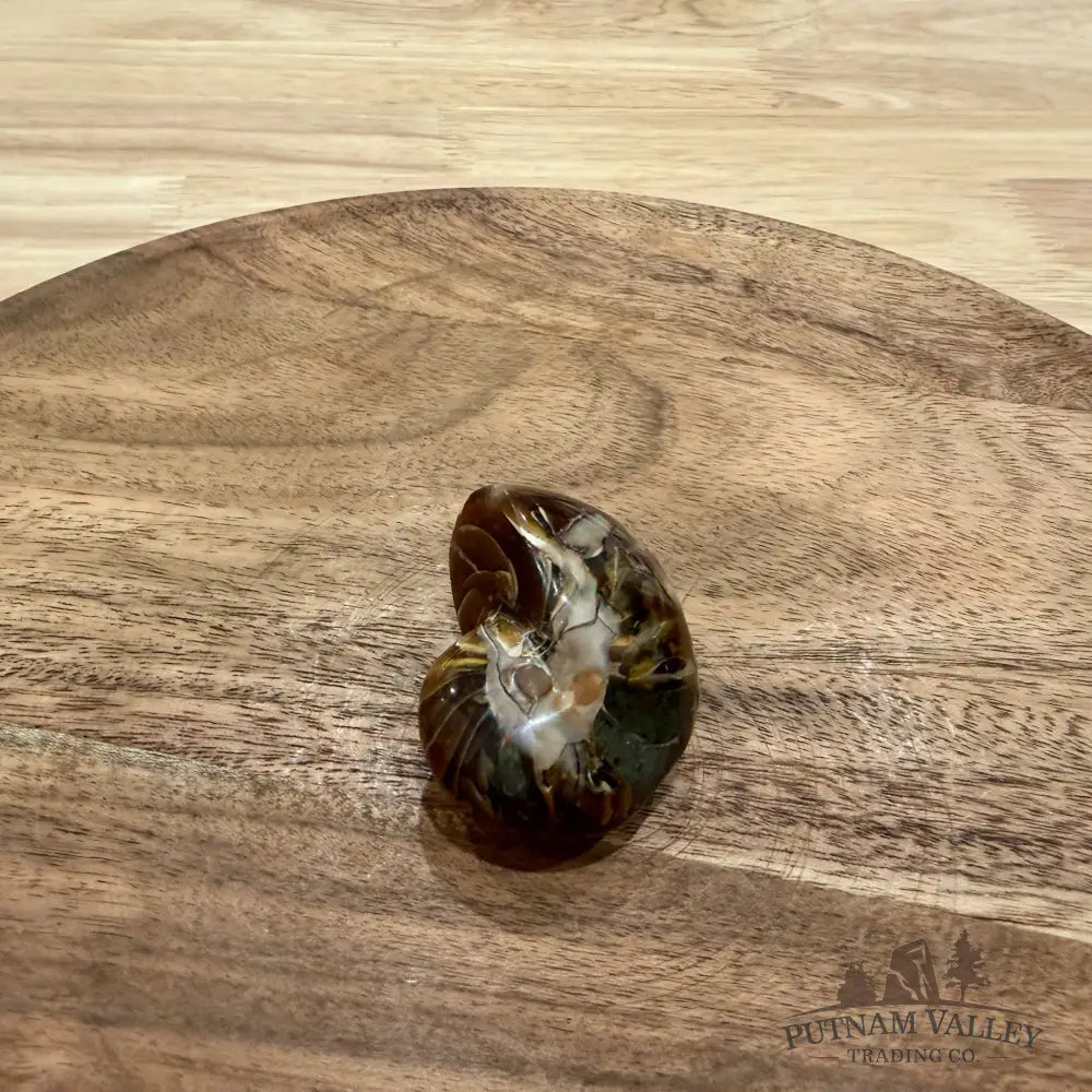 Polished Nautilus Cymatoceras Fossil 1.87’’ - Fossil Specimen