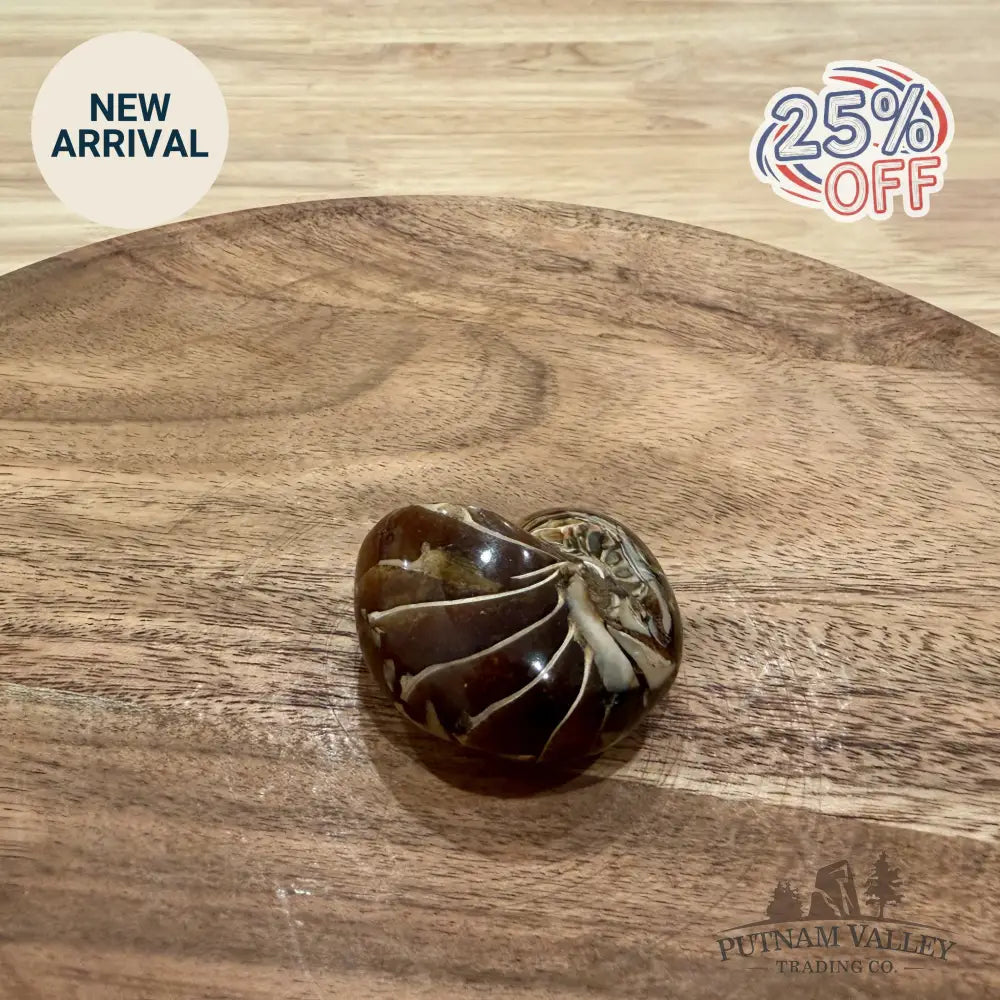 Polished Nautilus Cymatoceras Fossil 1.87’’ - Fossil Specimen