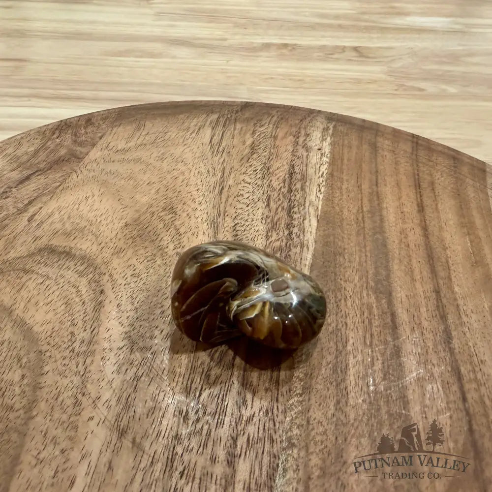 Polished Nautilus Cymatoceras Fossil 1.87’’ - Fossil Specimen
