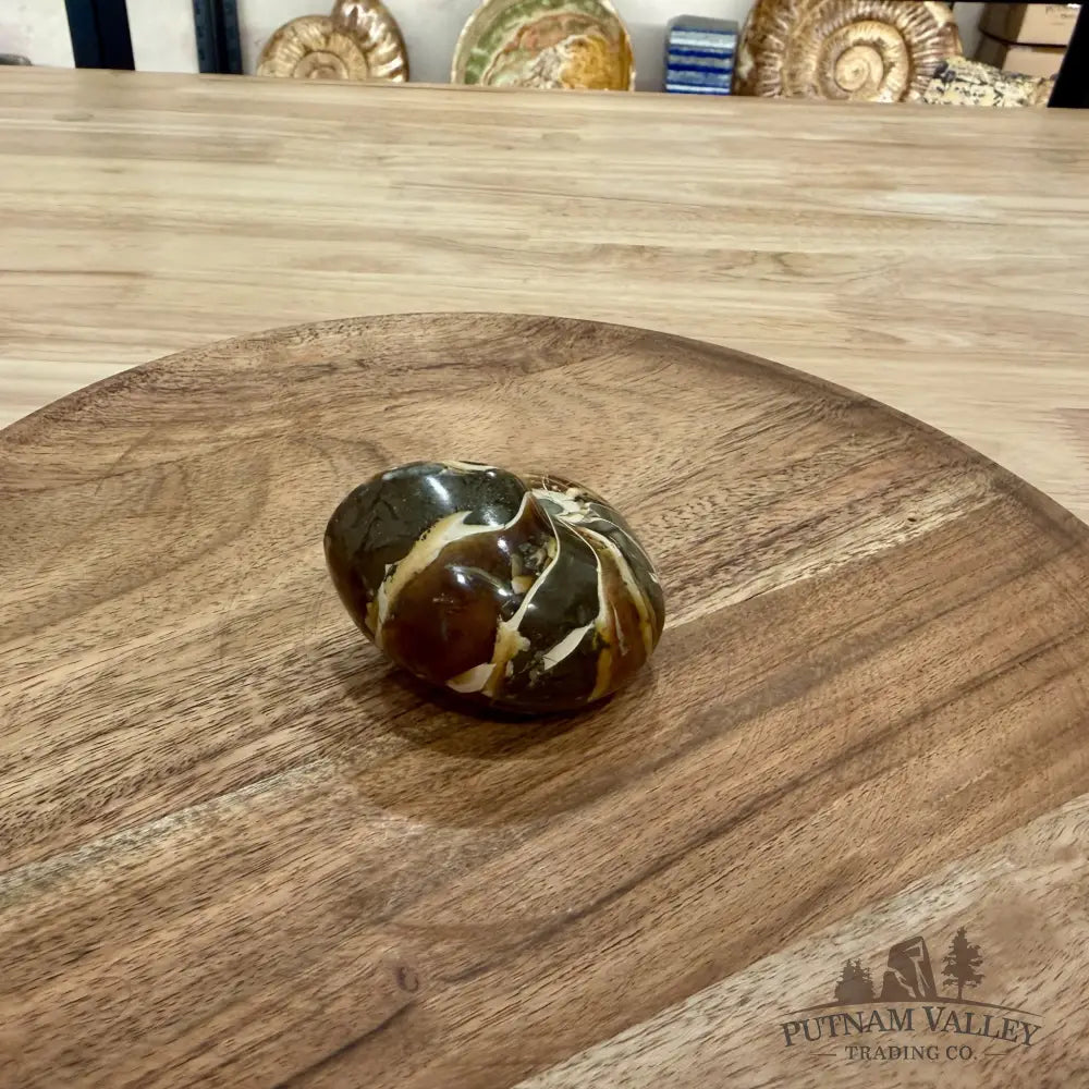 Reserve Polished Nautilus Cymatoceras Fossil 2.6’’ - Fossil Specimen