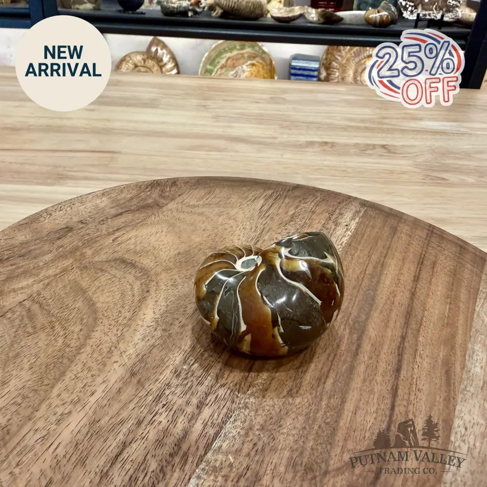 Reserve Polished Nautilus Cymatoceras Fossil 2.6’’ - Fossil Specimen
