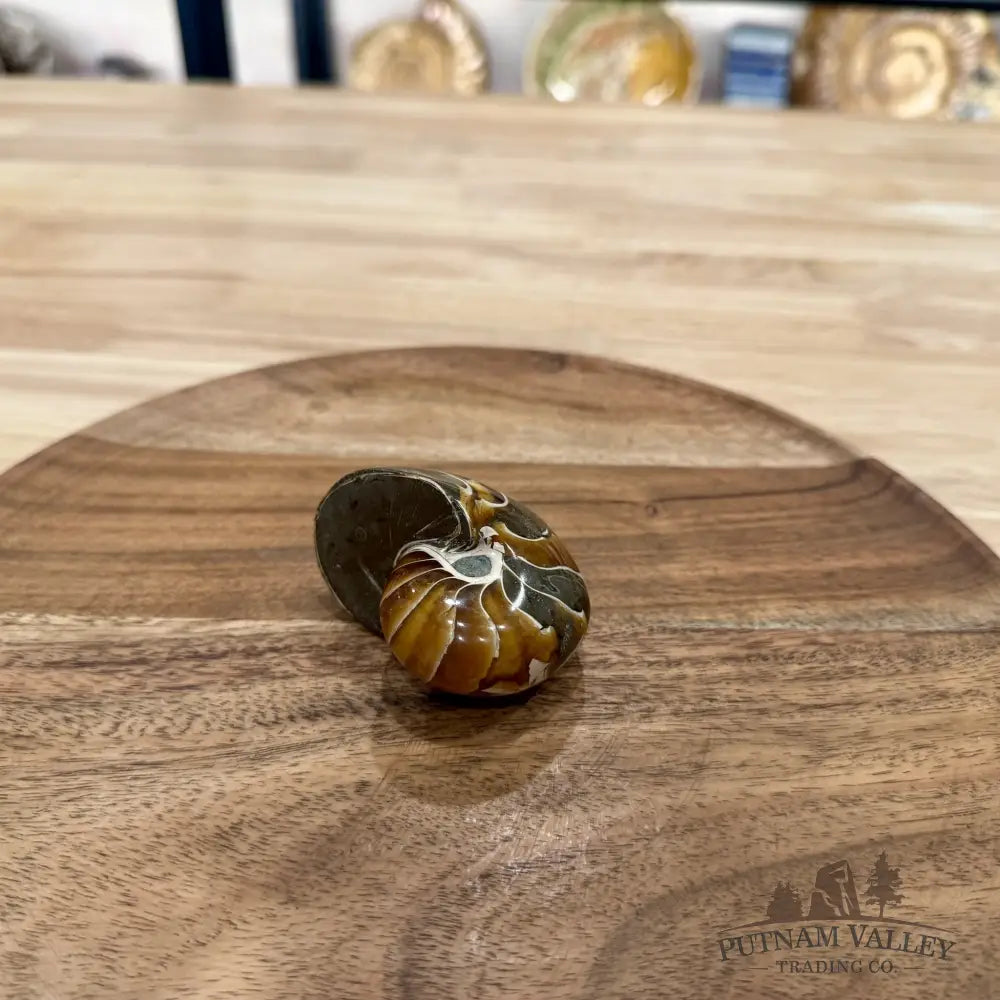 Reserve Polished Nautilus Cymatoceras Fossil 2.6’’ - Fossil Specimen