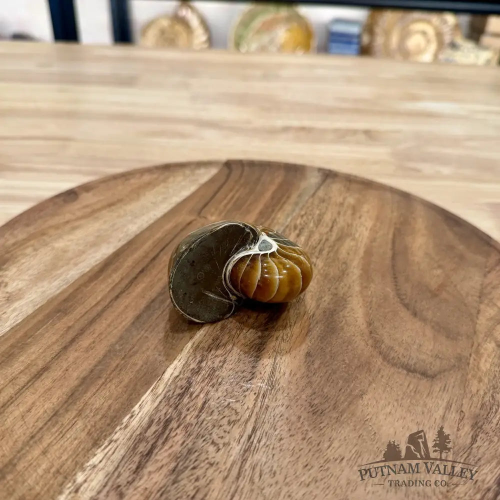 Reserve Polished Nautilus Cymatoceras Fossil 2.6’’ - Fossil Specimen