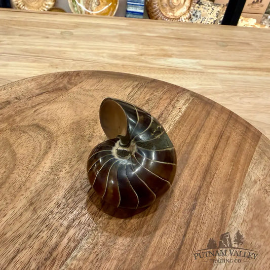 Polished Nautilus Cymatoceras Fossil 3.1’’ - Fossil Specimen