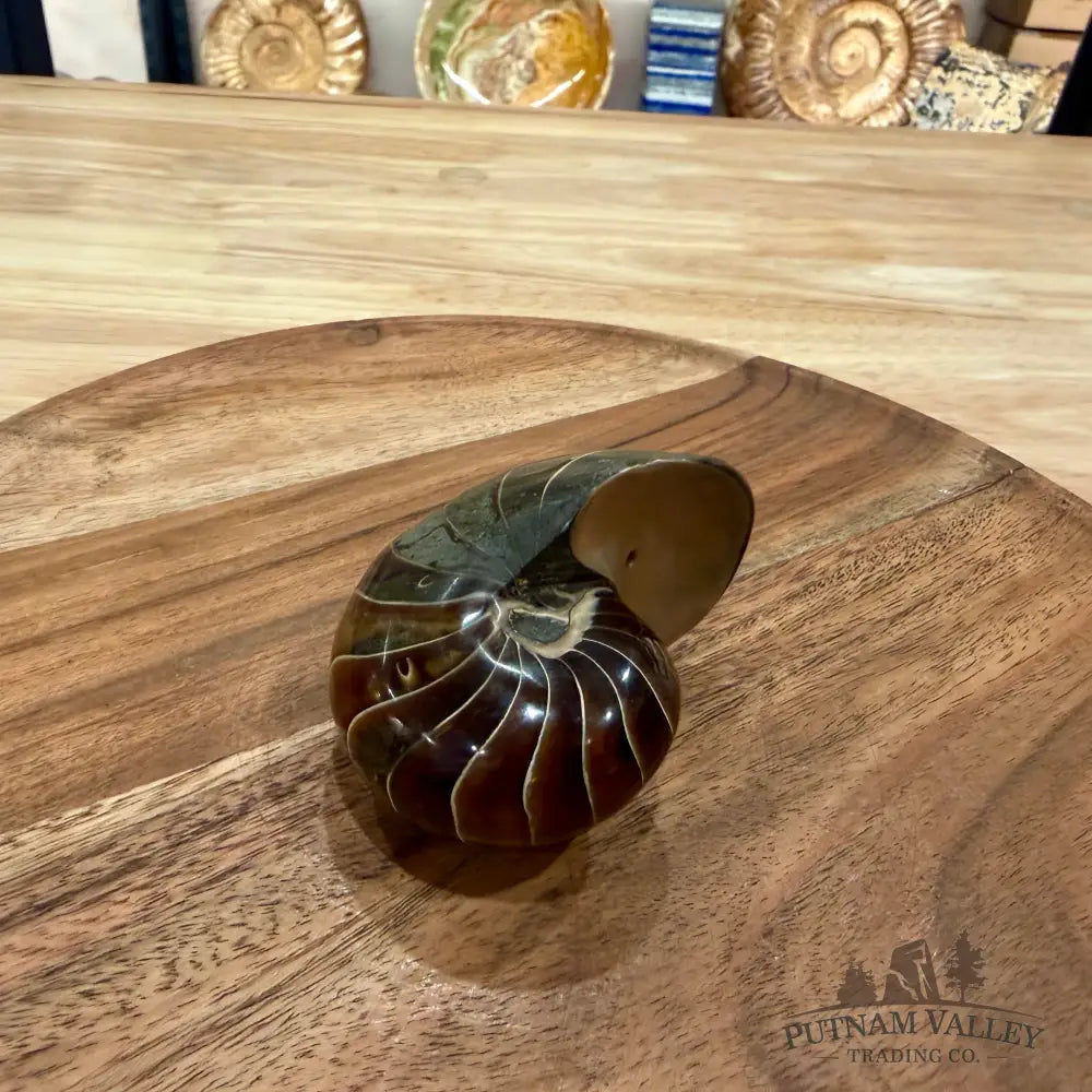 Polished Nautilus Cymatoceras Fossil 3.1’’ - Fossil Specimen