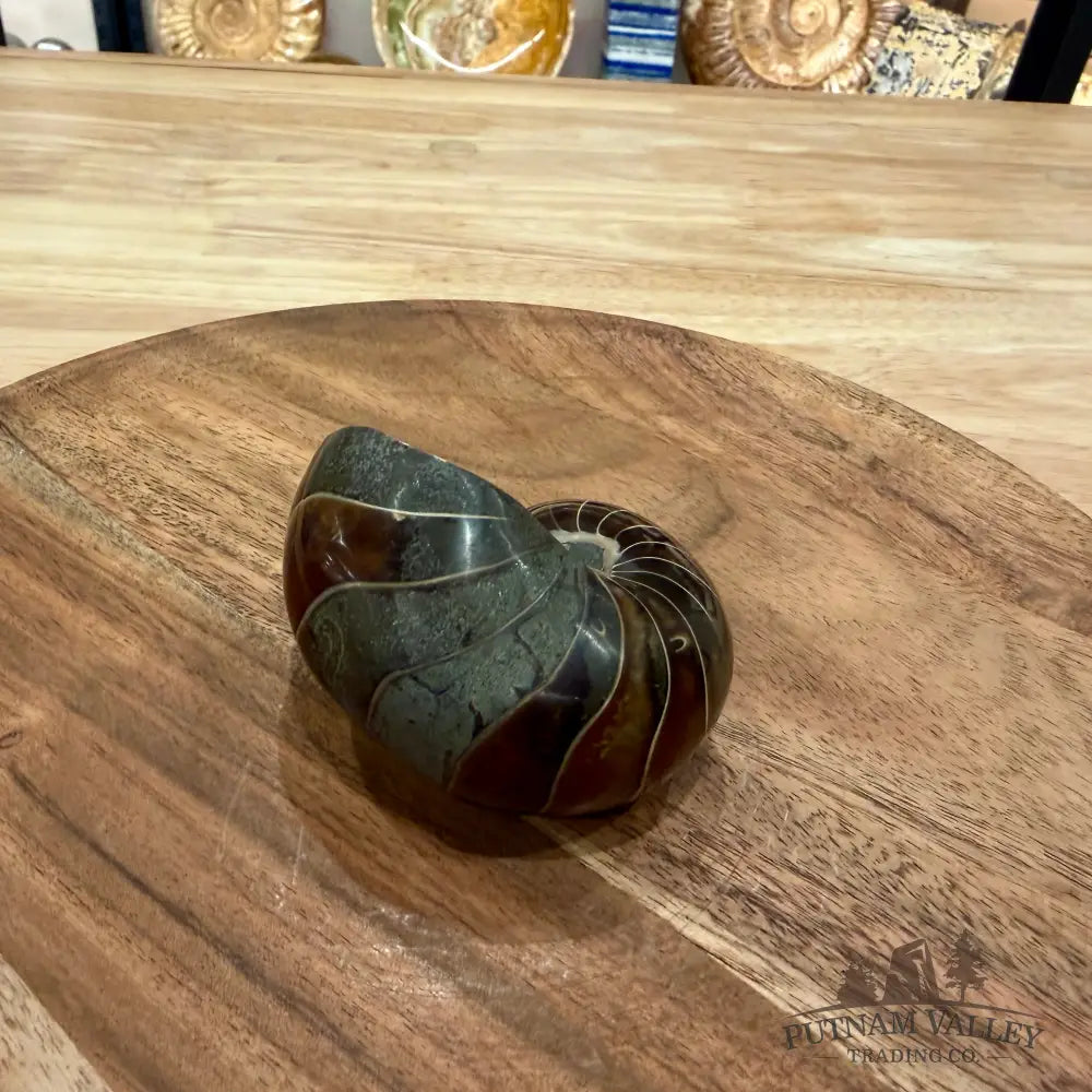 Polished Nautilus Cymatoceras Fossil 3.1’’ - Fossil Specimen