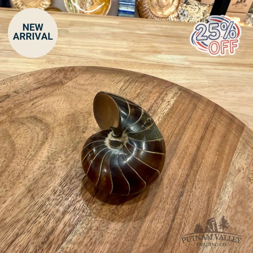 Polished Nautilus Cymatoceras Fossil 3.1’’ - Fossil Specimen