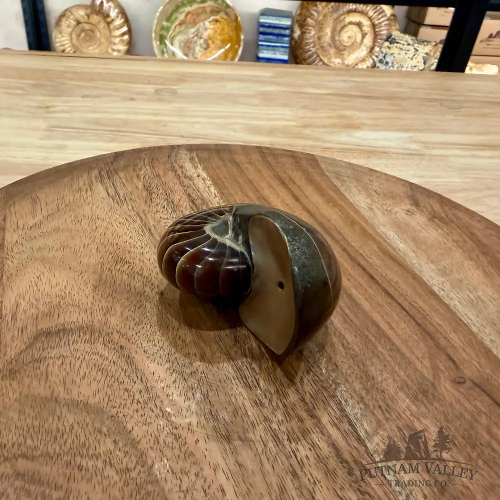 Polished Nautilus Cymatoceras Fossil 3.1’’ - Fossil Specimen
