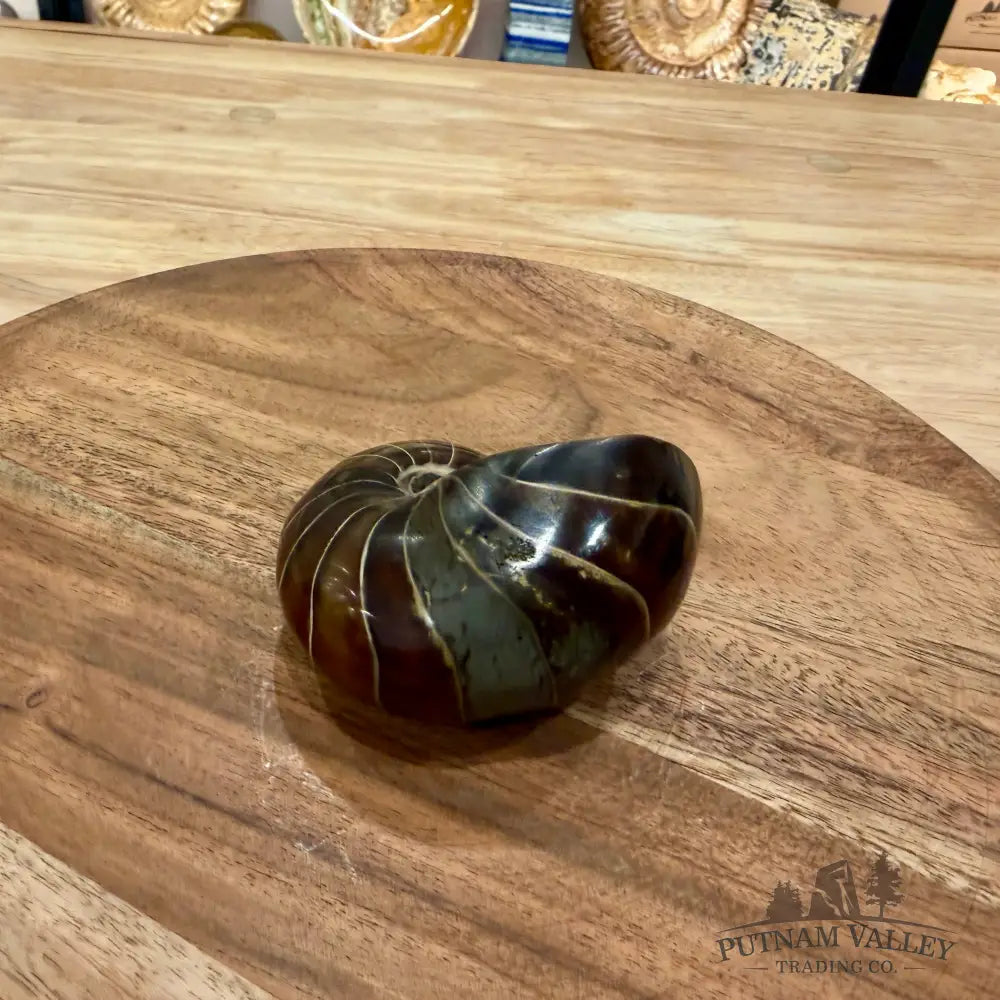Polished Nautilus Cymatoceras Fossil 3.1’’ - Fossil Specimen