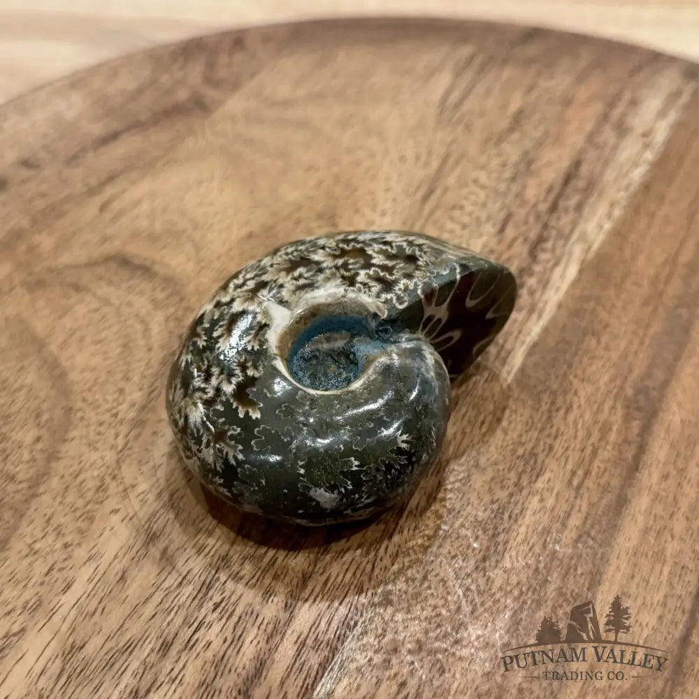 Polished Phylloceras Ammonite 2.78’’ - Fossil Specimen