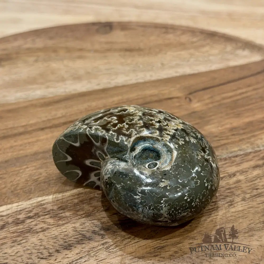Polished Phylloceras Ammonite 2.78’’ - Fossil Specimen