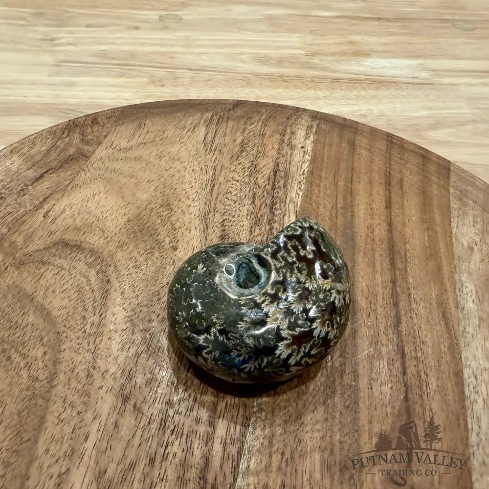 Polished Phylloceras Ammonite 2.78’’ - Fossil Specimen