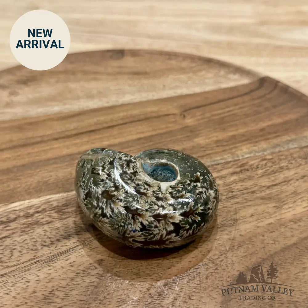 Polished Phylloceras Ammonite 2.78’’ - Fossil Specimen