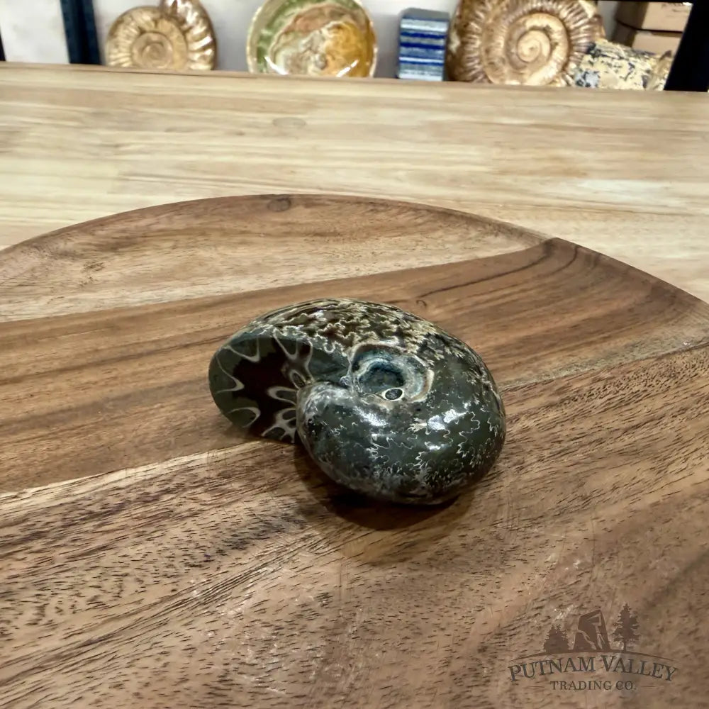 Polished Phylloceras Ammonite 2.78’’ - Fossil Specimen