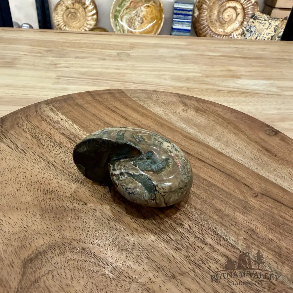 Polished Phylloceras Ammonite 3.1’’ - Fossil Specimen