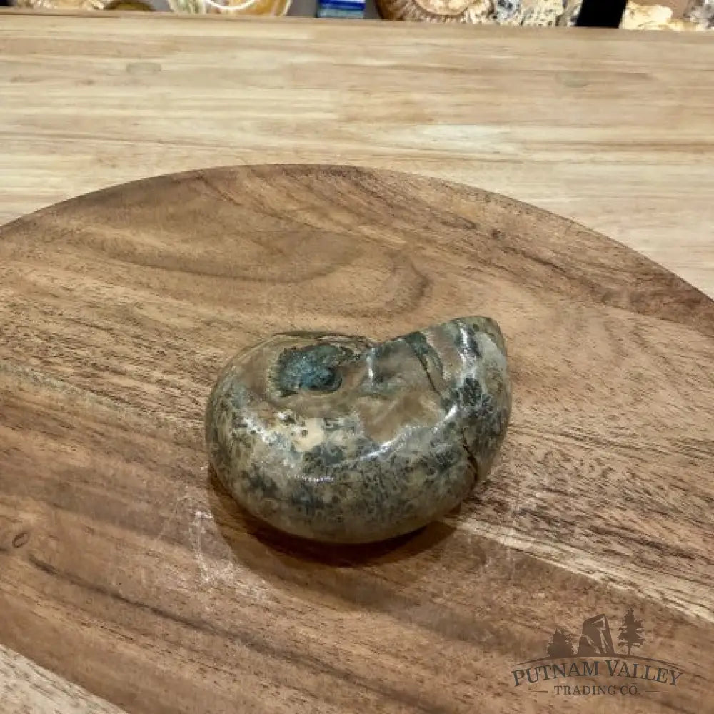 Polished Phylloceras Ammonite 3.1’’ - Fossil Specimen