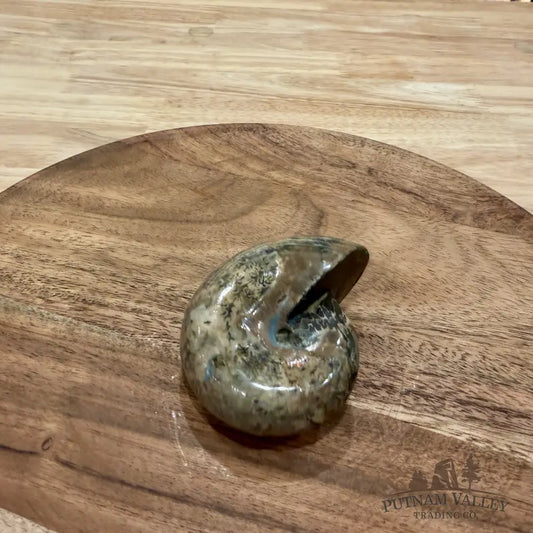 Polished Phylloceras Ammonite 3.1’’ - Fossil Specimen