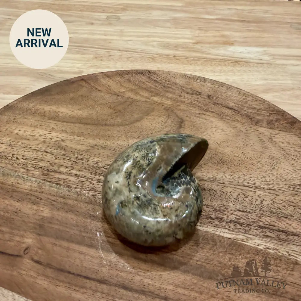 Polished Phylloceras Ammonite 3.1’’ - Fossil Specimen
