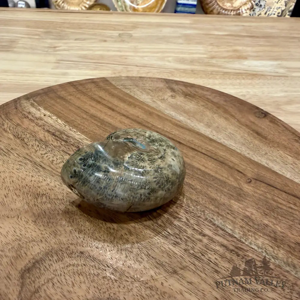 Polished Phylloceras Ammonite 3.1’’ - Fossil Specimen