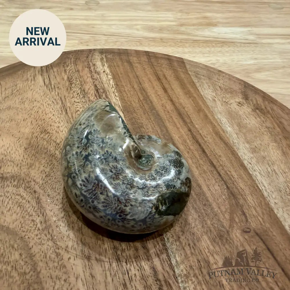 Polished Phylloceras Ammonite 3.26’’ - Fossil Specimen