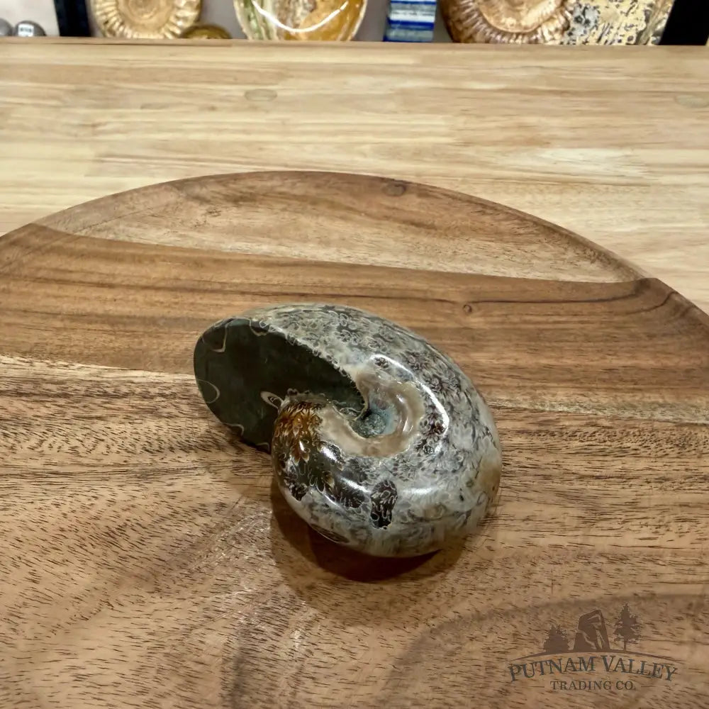 Polished Phylloceras Ammonite 3.26’’ - Fossil Specimen
