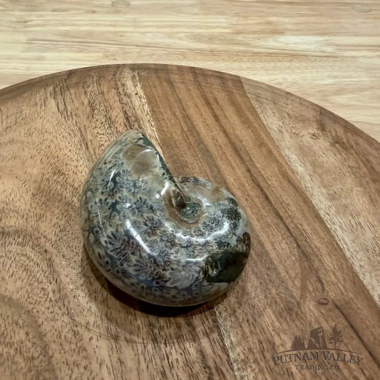 Polished Phylloceras Ammonite 3.26’’ - Fossil Specimen