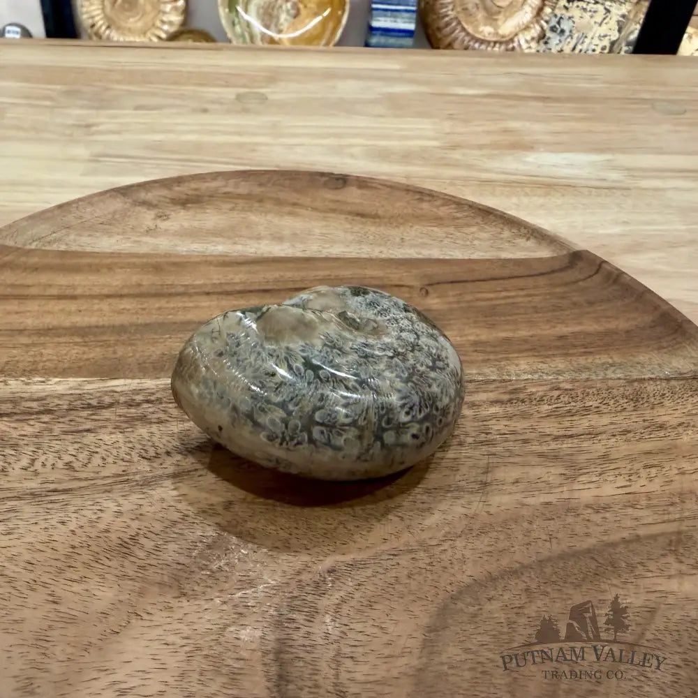 Polished Phylloceras Ammonite 3.26’’ - Fossil Specimen