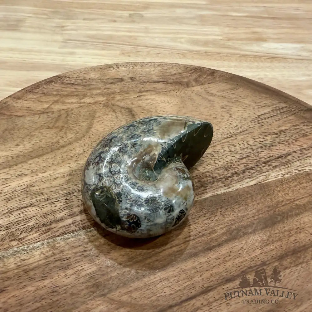 Polished Phylloceras Ammonite 3.26’’ - Fossil Specimen