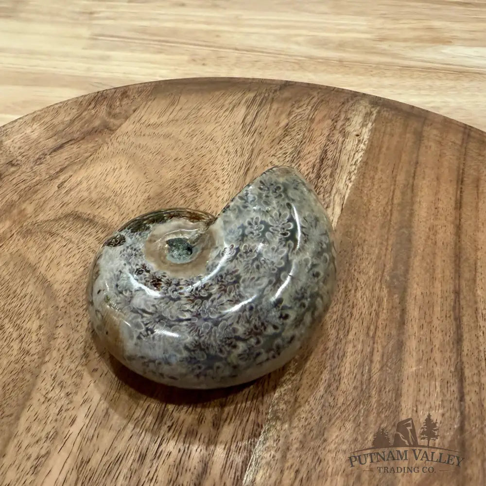Polished Phylloceras Ammonite 3.26’’ - Fossil Specimen