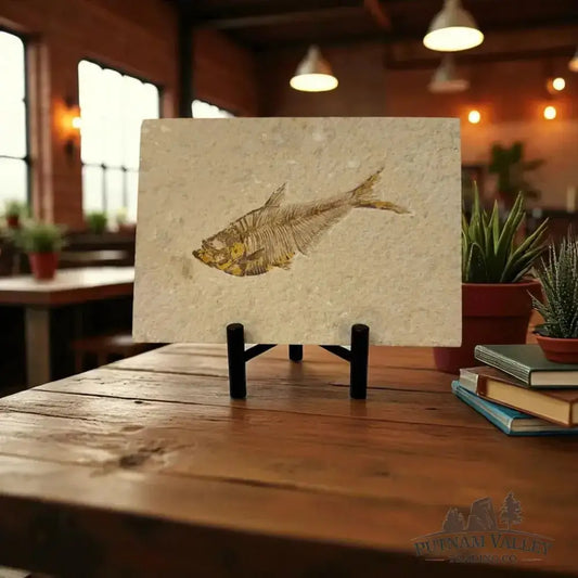 Real Green River Fish Fossil - Putnam Valley Trading Co.