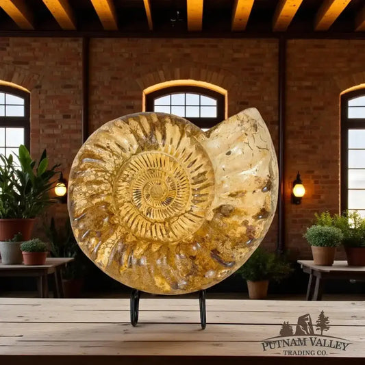Real Jurassic Ammonite Front View - Putnam Valley Trading
