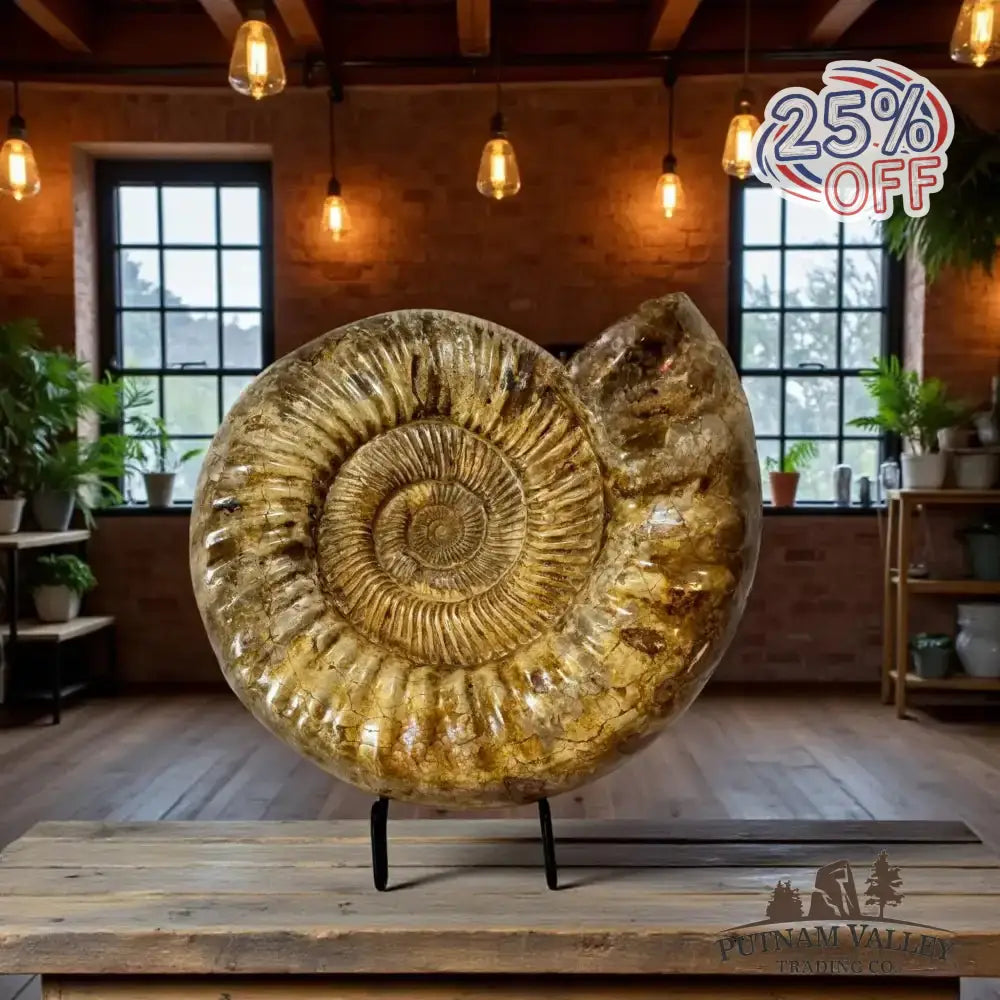 Real Jurassic Ammonite Fossil - Putnam Valley Trading Co.