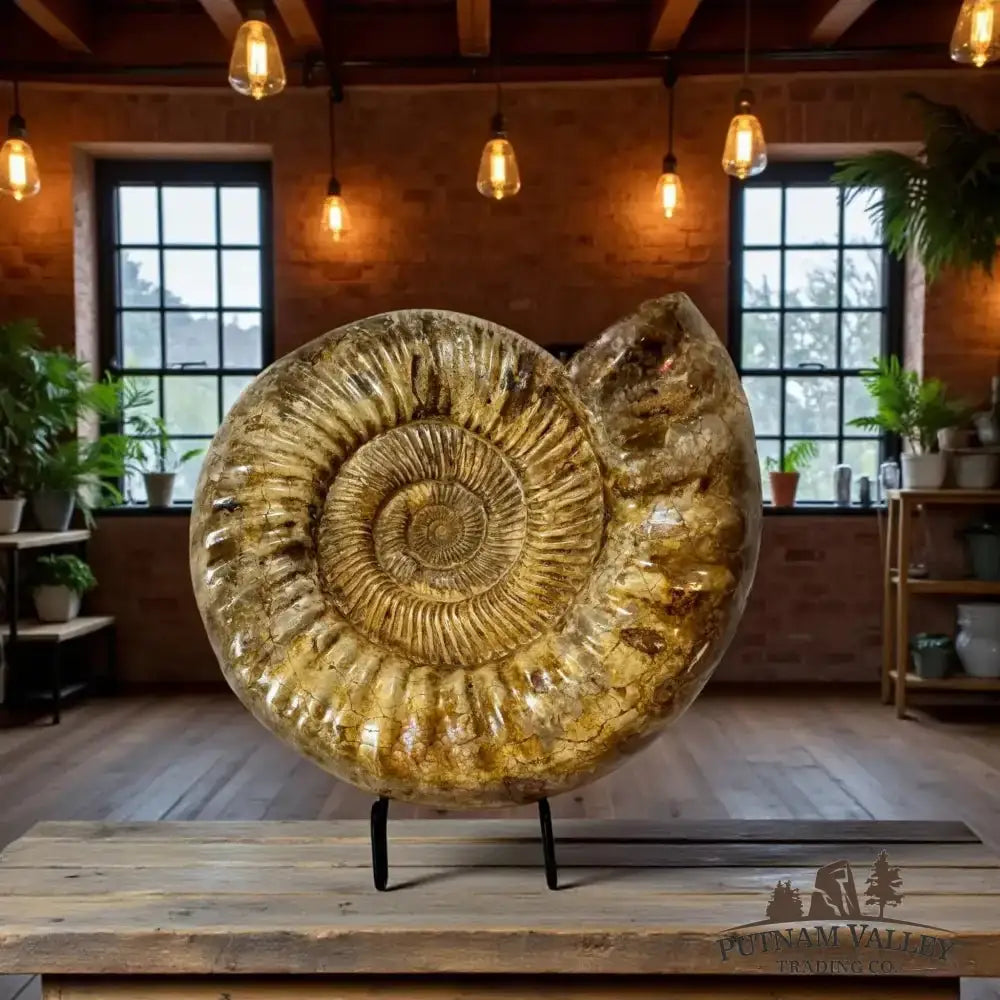 Real Jurassic Ammonite Fossil - Putnam Valley Trading Co.