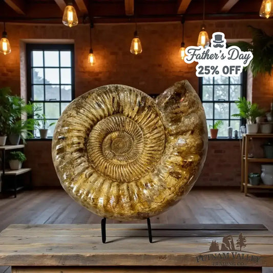 Real Jurassic Ammonite Fossil - Putnam Valley Trading Co.