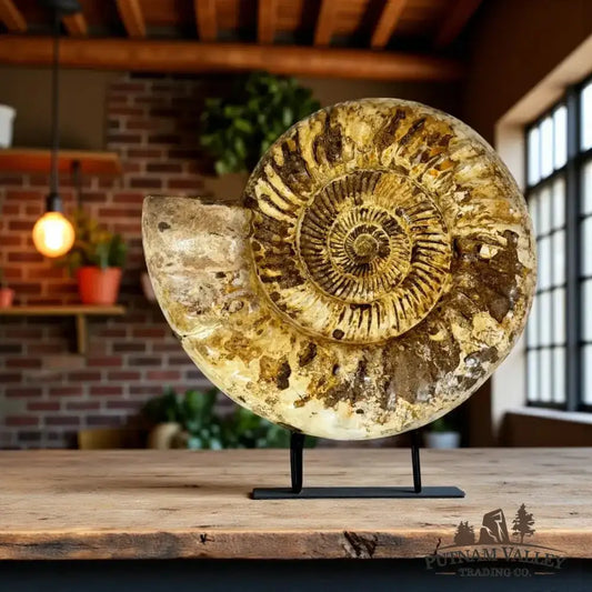 Real Jurassic Ammonite Fossil - Putnam Valley Trading Co.
