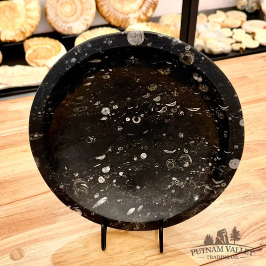 Orthoceras Fossil Bowl 10’’