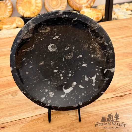 Orthoceras Fossil Bowl 10’’