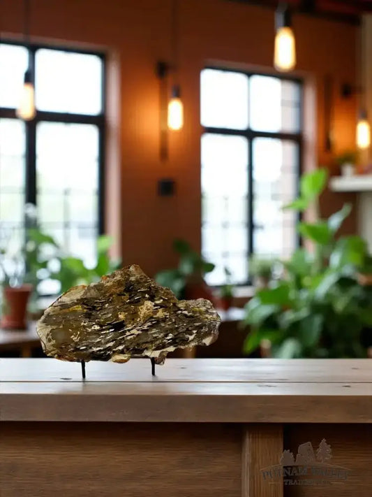 Real Petrified Australian Peanut Wood Slab - Putnam Valley Trading Co.