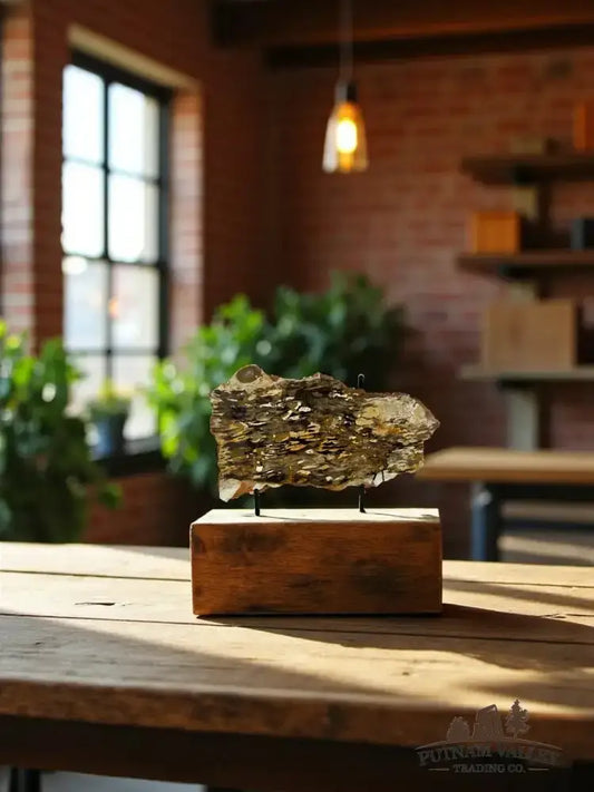 Real Petrified Australian Peanut Wood Slab - Putnam Valley Trading Co.