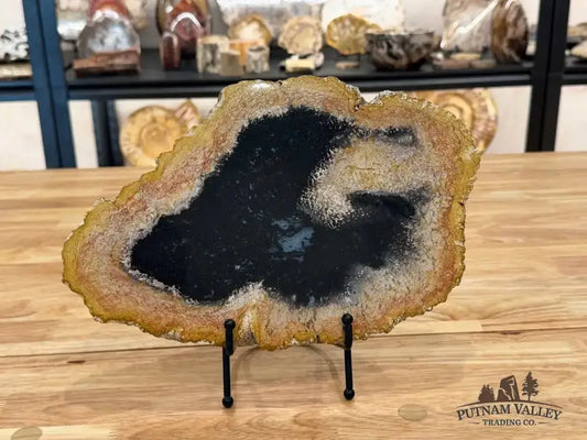 Real Petrified Palmwood Slab - Putnam Valley Trading Co.