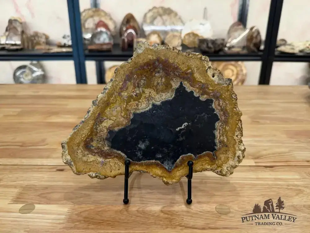 Real Petrified Palmwood Slab - Putnam Valley Trading Co.
