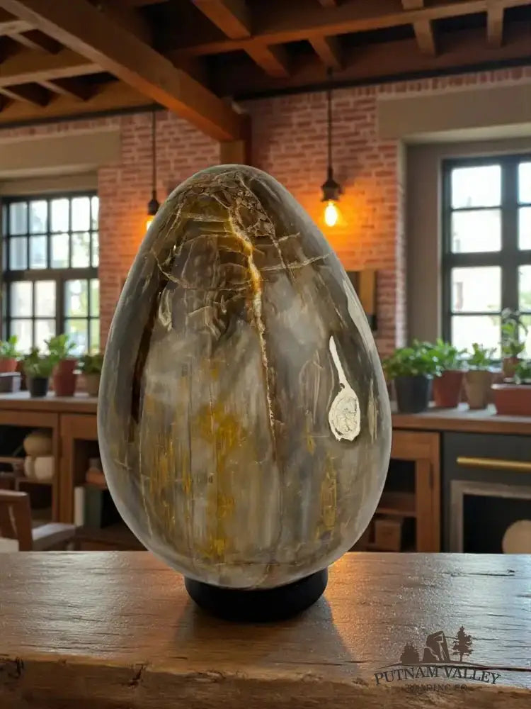 Real Petrified Wood Egg - Putnam Valley Trading Co.
