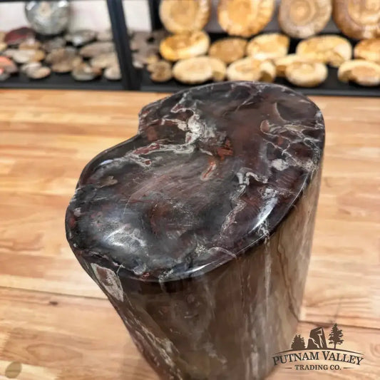 Real Petrified Wood Round Pillar - Putnam Valley Trading Co.