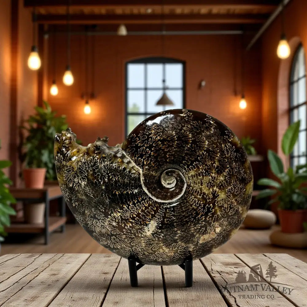 Agatized Ammonite Fossil Fossil Specimen