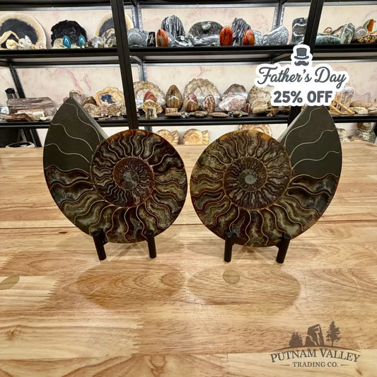 Reserve Split Agatized Ammonite Pair 7.25’’ Fossil Pair