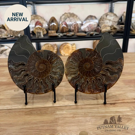 Reserve Agatized Ammonite Pair 7.25’’ Fossil Pair